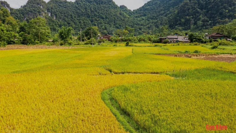 Mùa vàng trên miền non nước