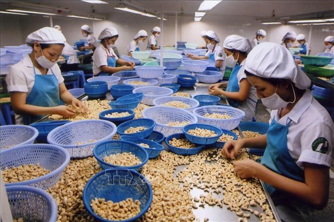 Vinacas: Các doanh nghiệp nên giảm lượng, tăng chất
