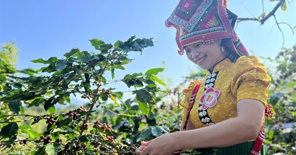 Arabica Sơn La hướng tới thương hiệu cà phê tiêu biểu ASEAN