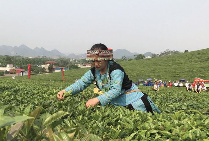 Ngành chè 'đánh rơi' 1.000 tỷ đồng mỗi năm