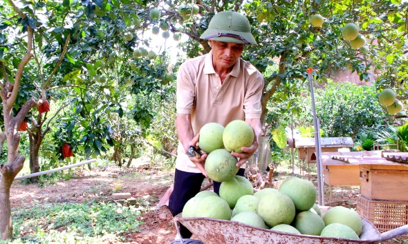 Bưởi ngọt Bắc Ninh rộng đường xuất khẩu