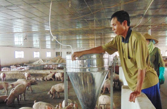 Giá lợn thấp thê thảm, người dân tự bán online “giải cứu”