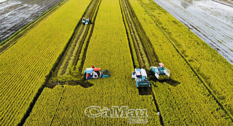 “Chắp cánh” hạt gạo đất Chín Rồng