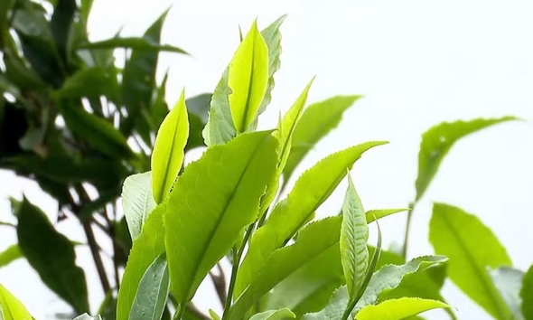 Chè Shan tuyết Phình Hồ - "báu vật" của người Mông ở vùng cao Tây Bắc