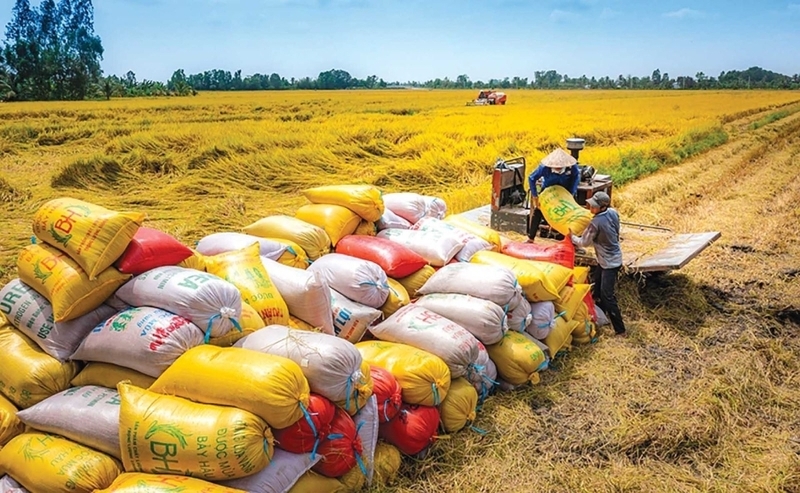 Liên kết chuỗi: Chìa khóa nâng tầm giá trị và thương hiệu gạo Việt