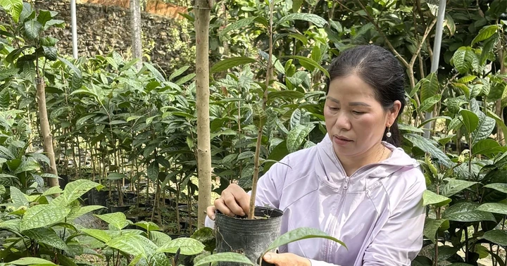 Đánh thức “vàng xanh” dưới chân núi Tam Đảo