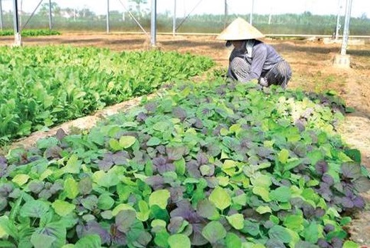 Ngành nông nghiệp khó “lớn” vì trông chờ thương lái, sản xuất lại manh mún