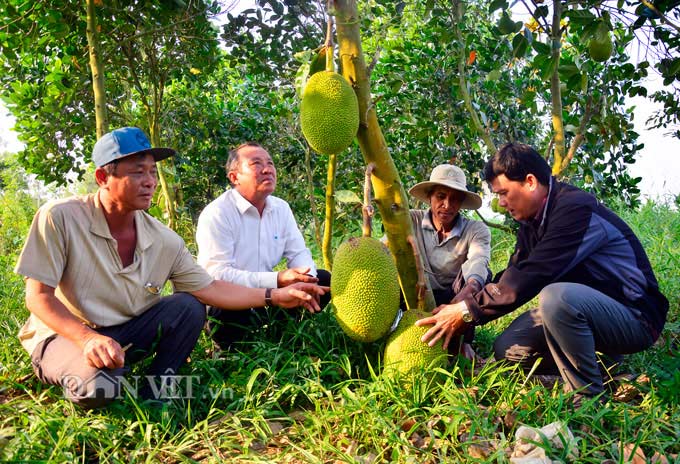 Kiên Giang: Mít Thái giá 500 ngàn/trái, thương lái vô tận vườn đòi mua
