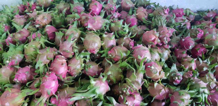 Lotte Mart "giải cứu" thanh long Bình Thuận