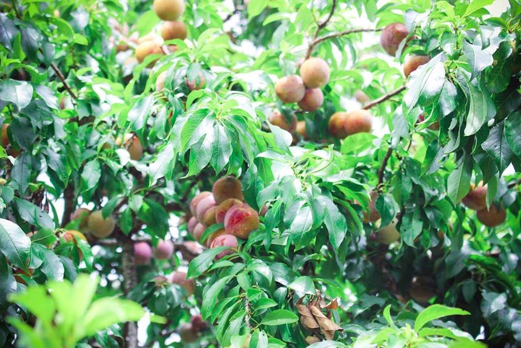 Mận Mộc Châu về thành phố bán giá cao vẫn hút khách