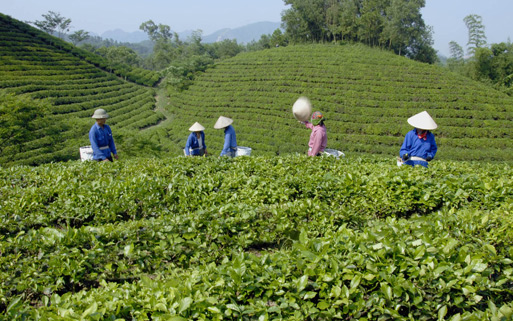 Thương lái Trung Quốc tranh mua nguyên liệu chè