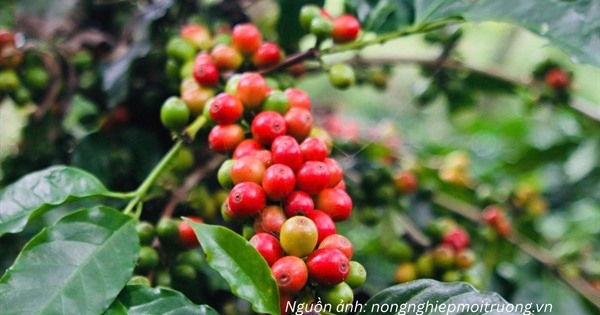Cà phê Tây Bắc: Chuyển đổi để đáp ứng EUDR, nâng giá trị