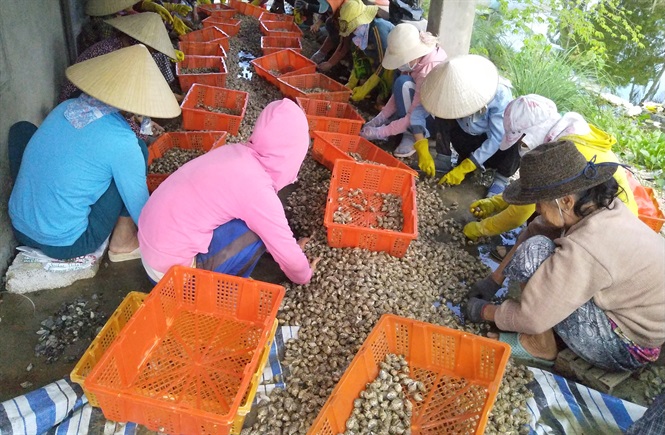 Thương lái "săn" ốc hương xuất sang Trung Quốc