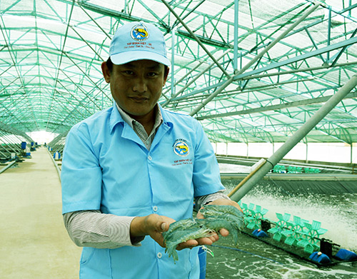 Tôm Bạc Liêu sắp vươn tầm thế giới