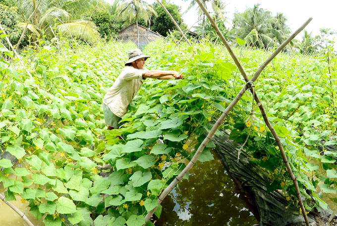 Kiên Giang: Mùa nước nổi trồng dưa leo, mướp hương 'hốt bạc'