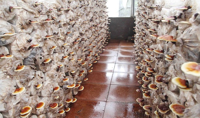 Làm giàu ở nông thôn: Tiền tỷ 'mọc' ra từ những cành củi khô