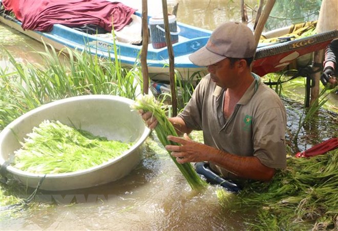 Mùa nước nổi tôm cá đầy đồng, người dân miền Tây rộn rã mưu sinh
