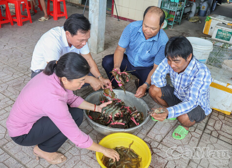 Ứng dụng công nghệ vi sinh trong mô hình nuôi tôm sú kết hợp cua ít thay nước