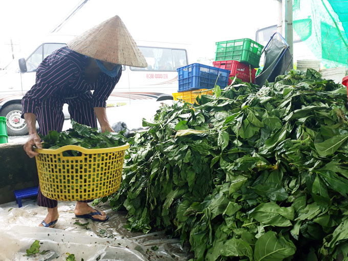 Mua lá nhàu bất thường ở Cà Mau: Mập mờ thông tin thương lái