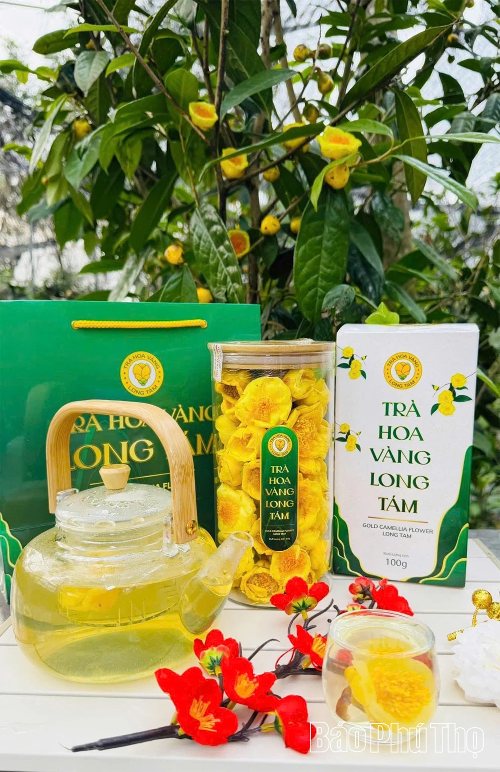 Đánh thức “vàng xanh” dưới chân núi Tam Đảo