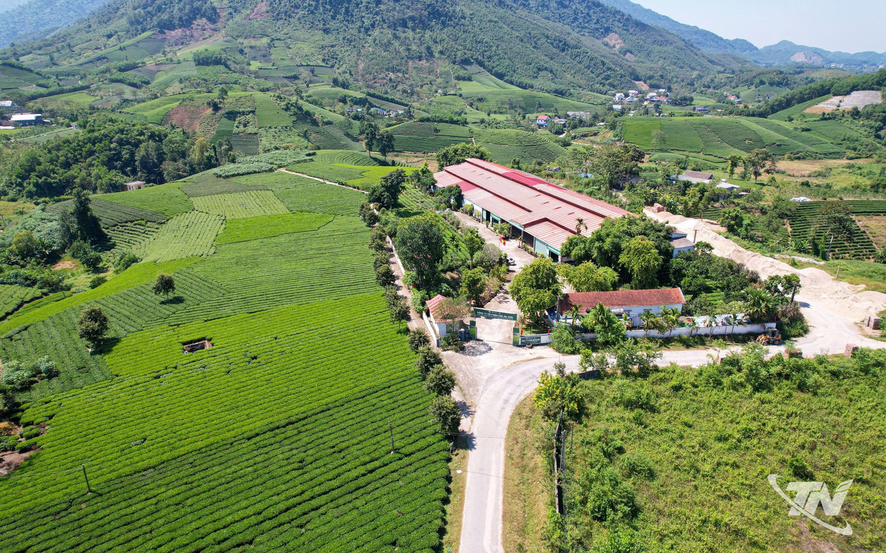 Vùng nguyên liệu của Công ty CP Chè Hà Thái
