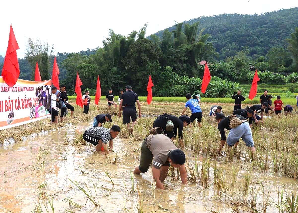 Người dân hào hứng bắt cá ruộng tại Lễ hội Tết cá người Tày ở Mậu Duệ.